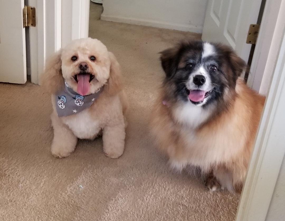 Guess who just got back from the groomers? (It's so nice not to have to go to the bathroom alone.) Charlie and Sophie say "Hi".