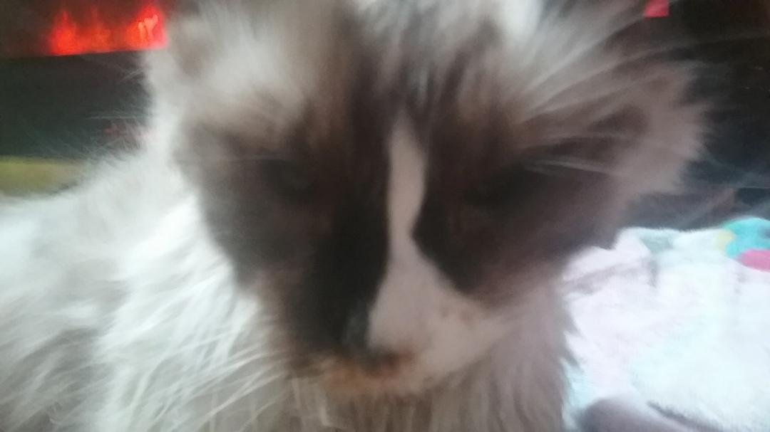 Sorry eveyone but my New Year has started out worse than I could ever imagined. One of my (babies) pets has passed. Ella was a great friend to me always in time of need for comforting. She had been very sick the last week o