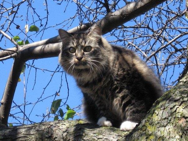 Huntress.