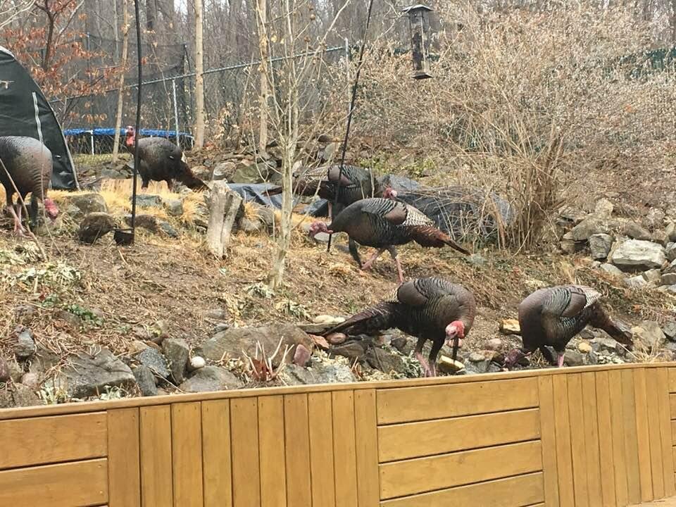 Turkey anyone