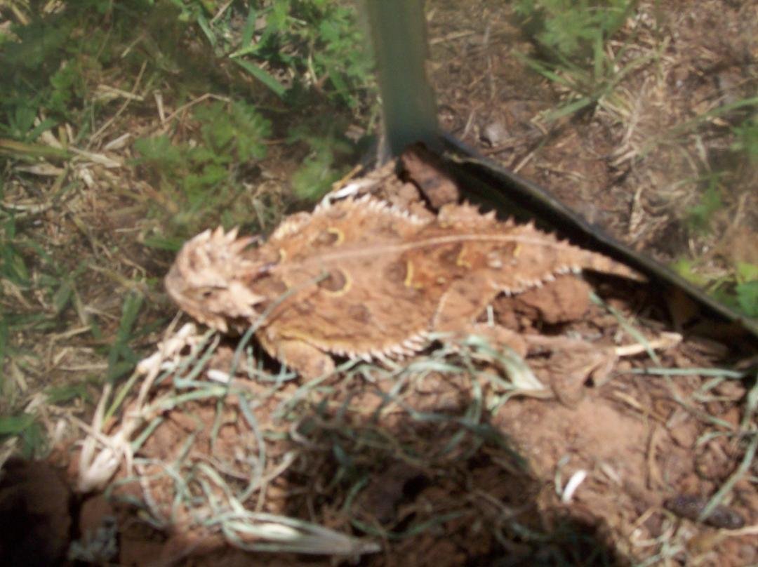 Not as good as Mike Benzen owl report, but found this guy in my back yard. They were getting endangered, but our lenghthy drought that just ended actually helped them make a comeback. Smaller amount of plant life made it