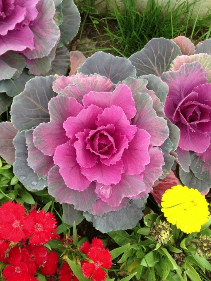 Yo, cabbage!