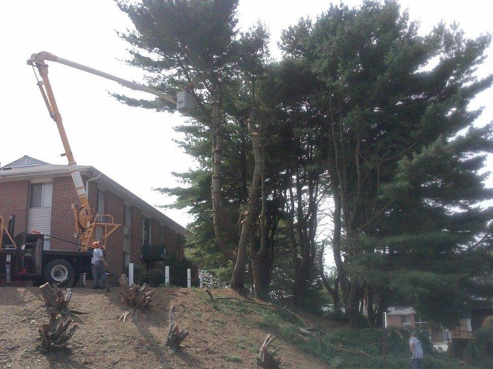This is so sad. The old pine was too large for liability reasons they are killing her right now.