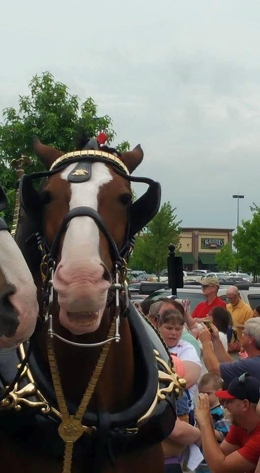The clown of the Budweiser Clydesdales smiling for the cameras at Hamilton Town Center.