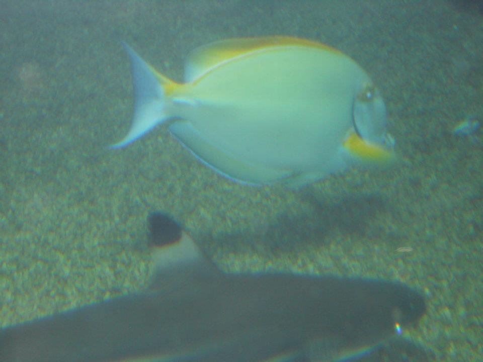 V. Alan Johnson's album, Maui Ocean Center Aquarium