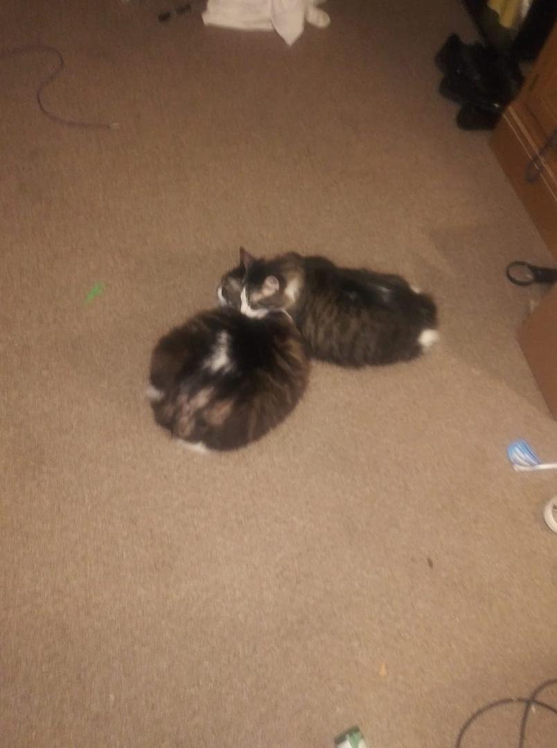 Candy and Abby