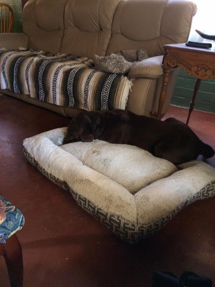 Snickers with his new bed❤️❤️