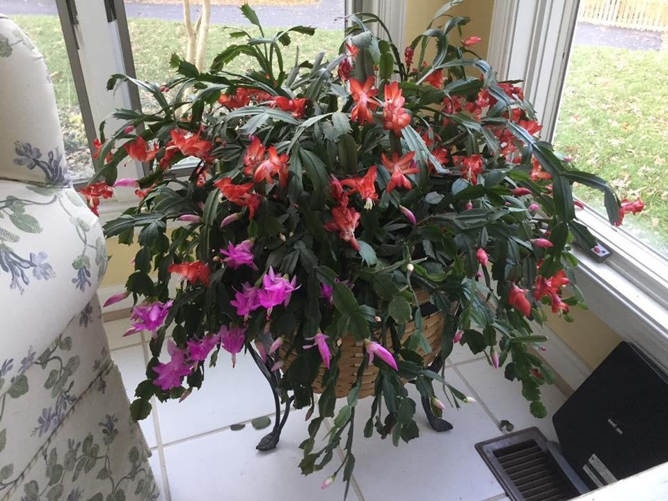 Melanie Tretheway....here’s my Christmas Cactus! It blooms in Pink and red...and then white last!!! I planted 3 plants together years ago!!!