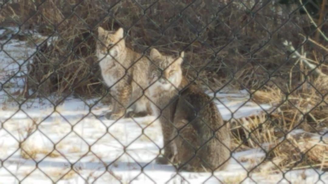 Kitties playing outside my Mom's window in MA! Compliments of my sis, Eileen Sayers!!