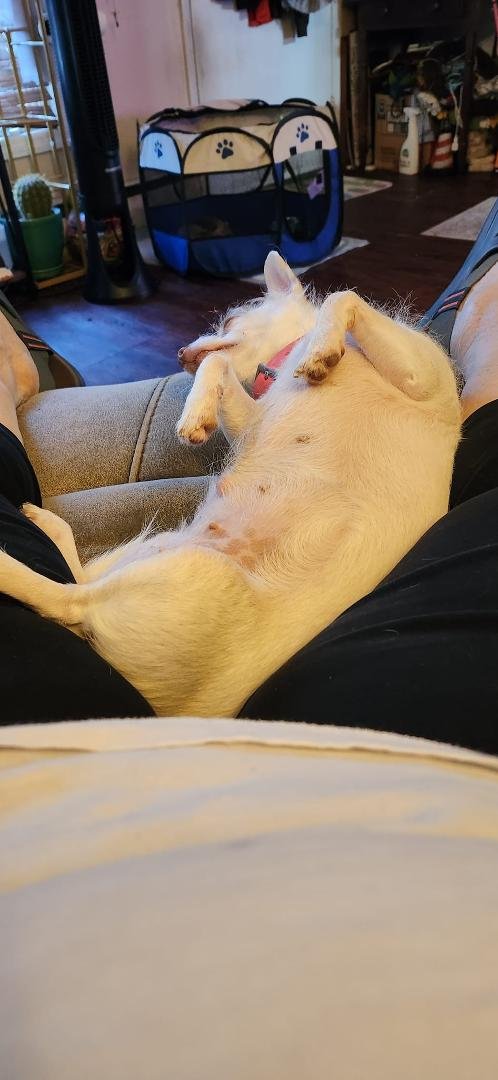My baby napping on my lap