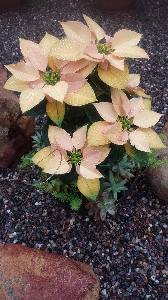 Got this at home Depot. It's so beautiful especially in the rain!
