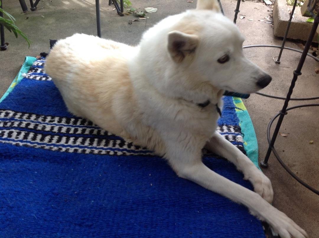 Our husky mix rescue,from Ft Bend animal shelter. Have had her a little over a year, we love her!!!!