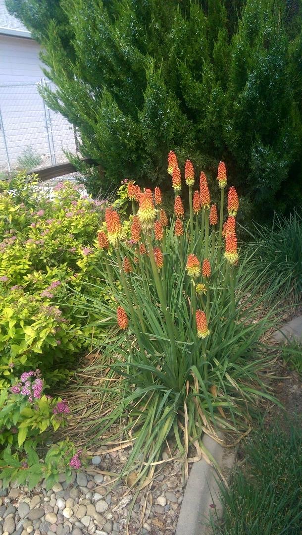 Love the Red Hot Pokers in the yard this time of year!