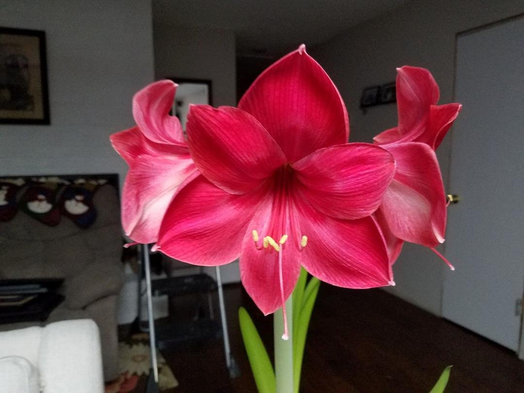 Came home today to find this beauty in full bloom....love it!!!!