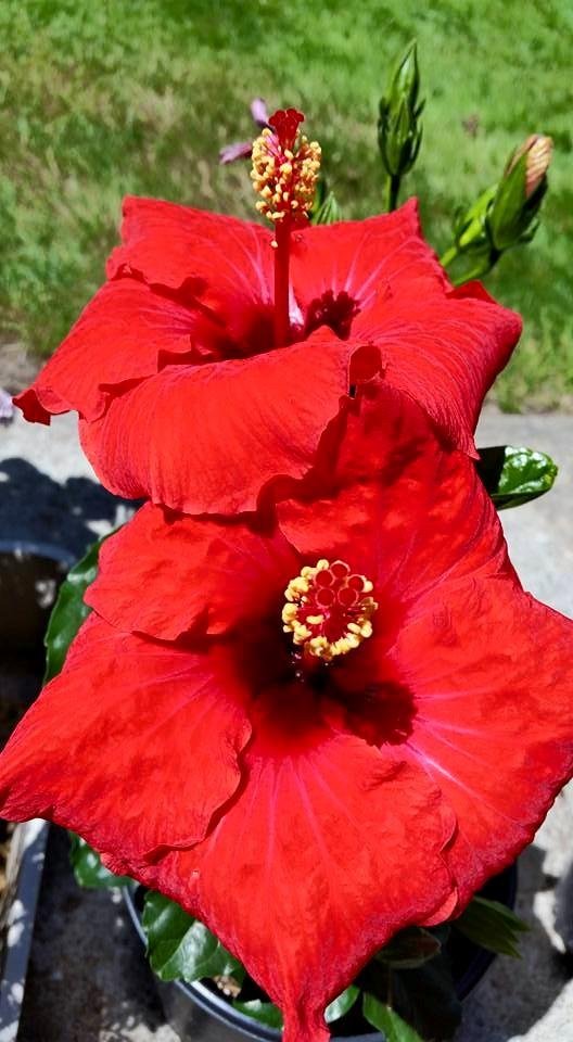 In our yard