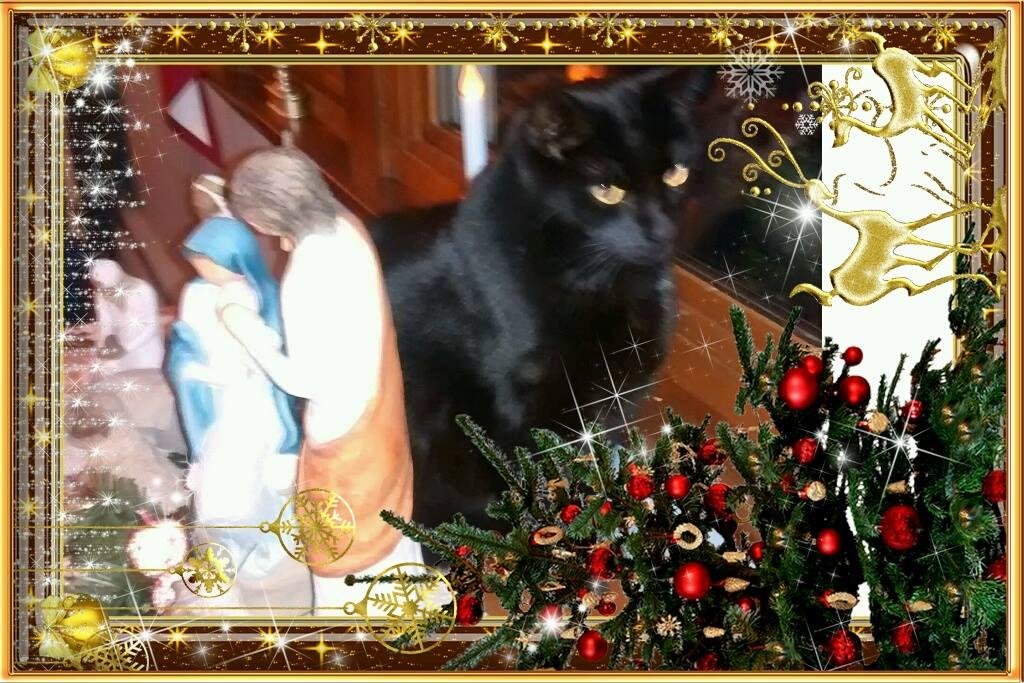 The Cat in the Manger
