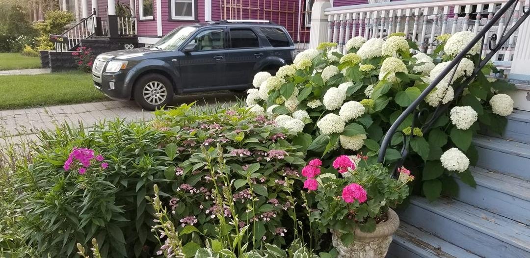 My hydrangeas, white Annabells and Lace caps. They grew reaiiy well after dairy doo was put in the dirt.