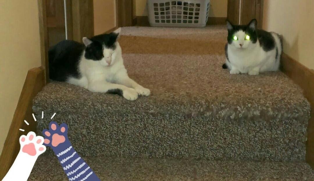 Mr. Mittens and Pippin 😍🐱.