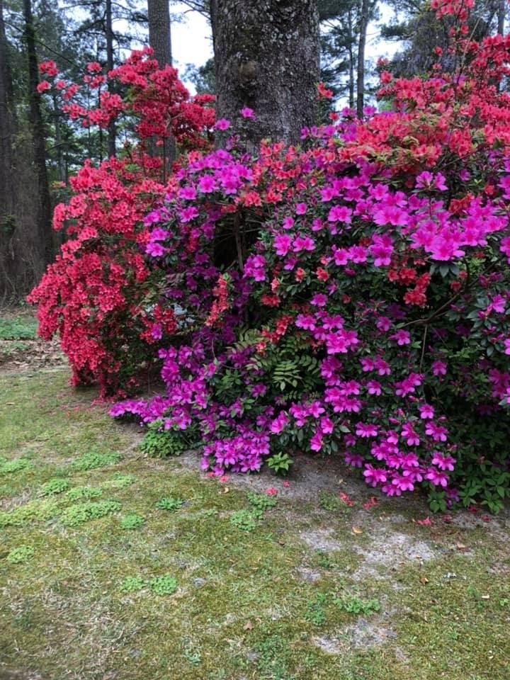 Gail Smith's album, Mobile uploads
