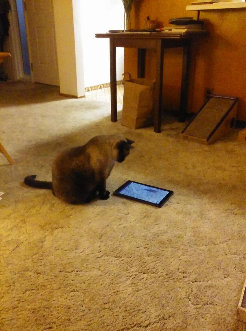 Down loaded a "cat game" on my tablet. Coco has been watching and trying to catch the mouse that is moving around on the screen.