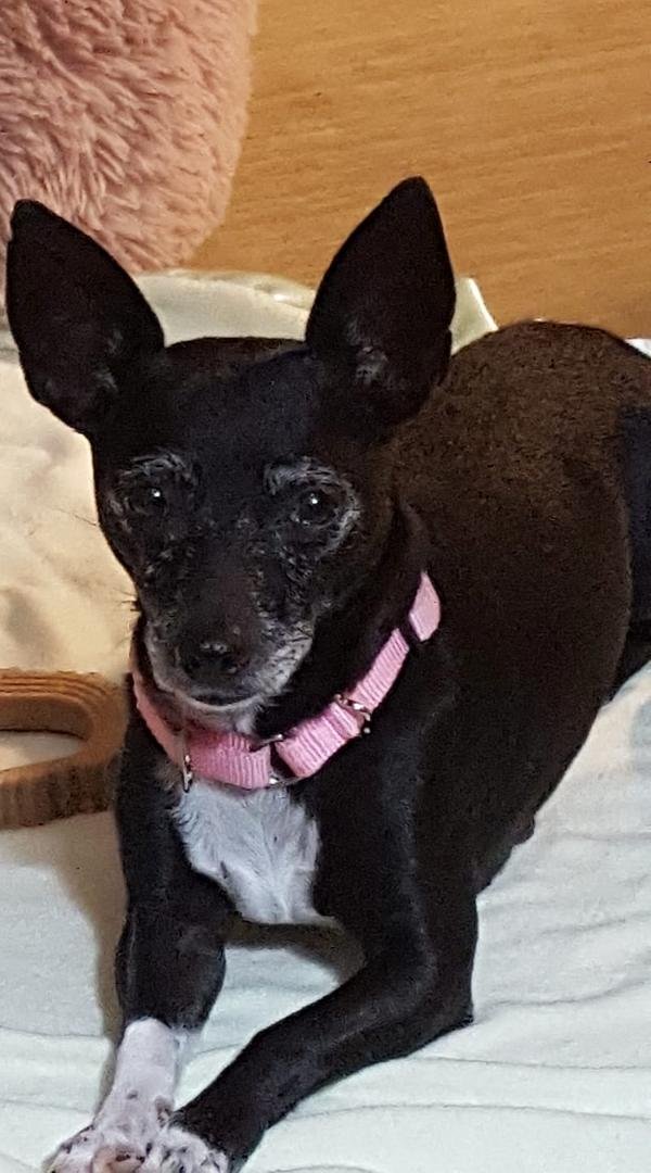 We have a new member in our family. Her name is Elle and she is a sweetheart. Welcome her to the family.