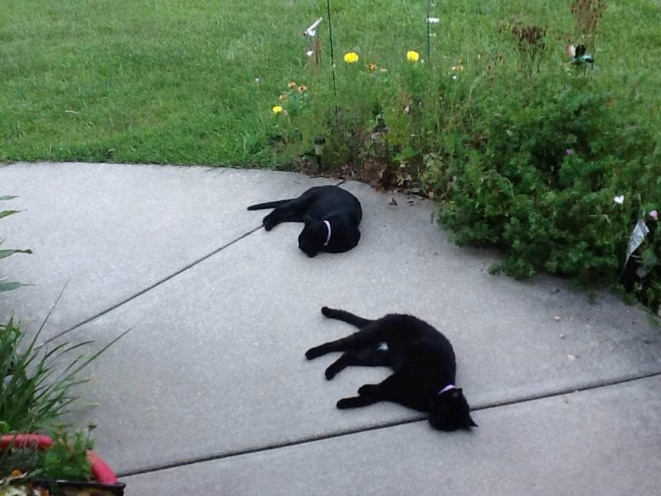 Our two kitty's after Jr. takes them for a walk😴