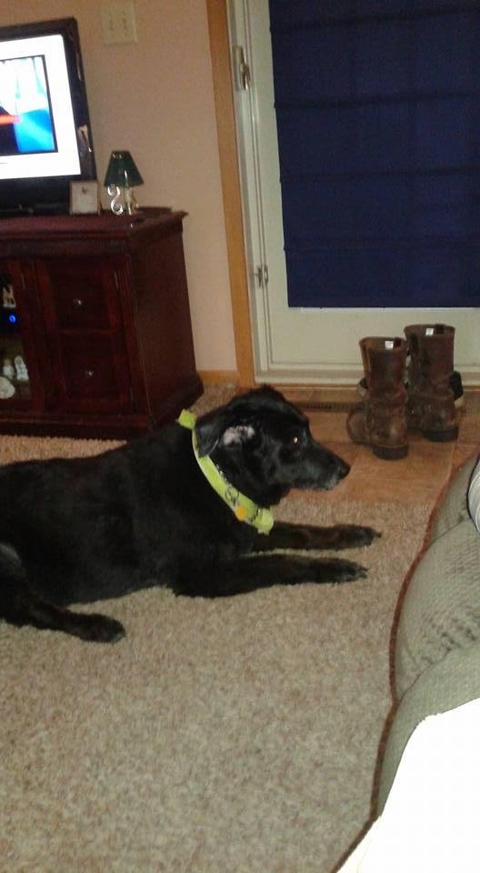 Just back from the doggy salon!! Can't tell if she's mad or now too good for me.