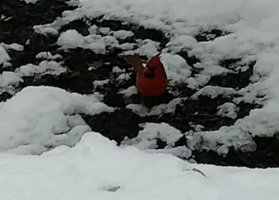 My visitor this afternoon.