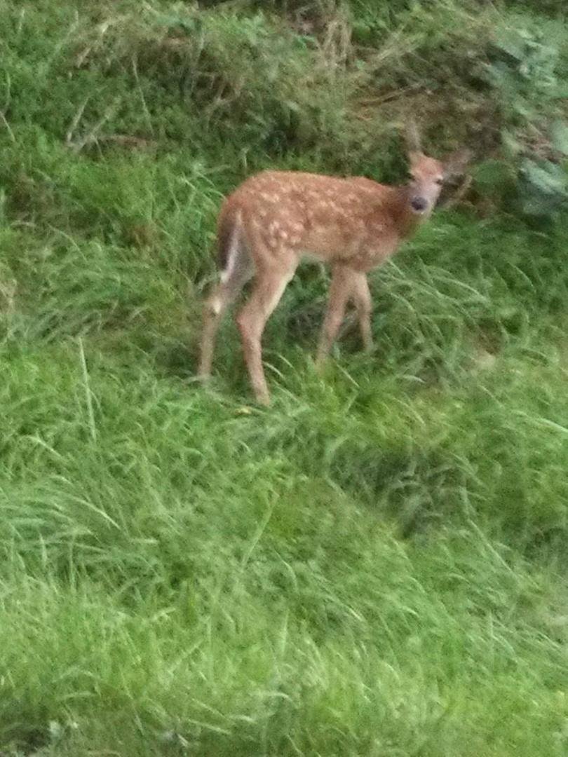 We saw "Bambi" today, 8/21/13