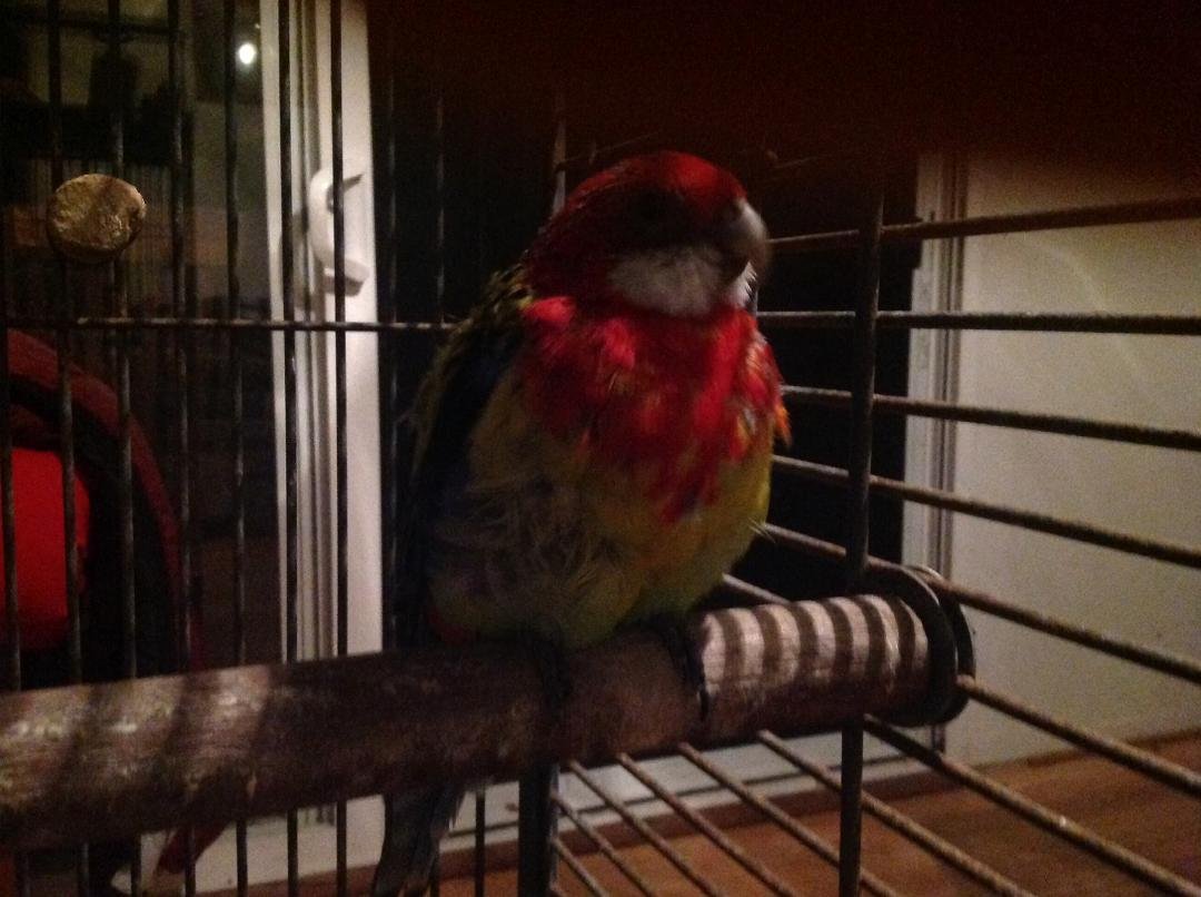 My Rosella is sick. Please pray for him.