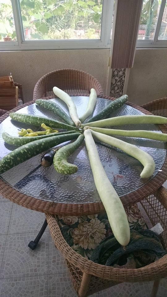 With my mom gone, I took over her garden. I think she might be smiling.