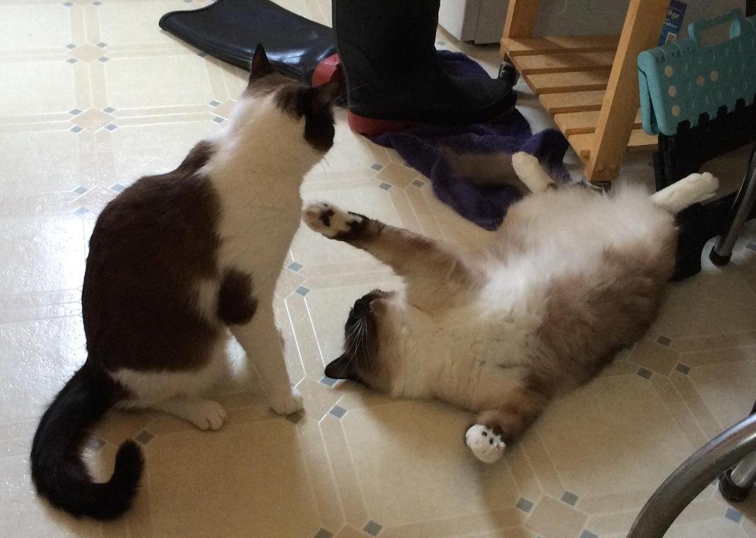 Morning romp.