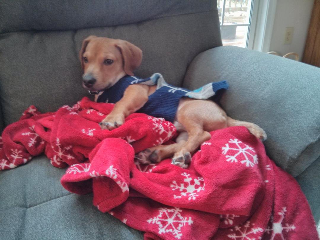 Newest family member -- Norbert, aka Norby (Norbie?). 3 mos. old, sweet-tempered. He and Murphy our shih-Tzu are busy establishing who's King of the Hill, ha.