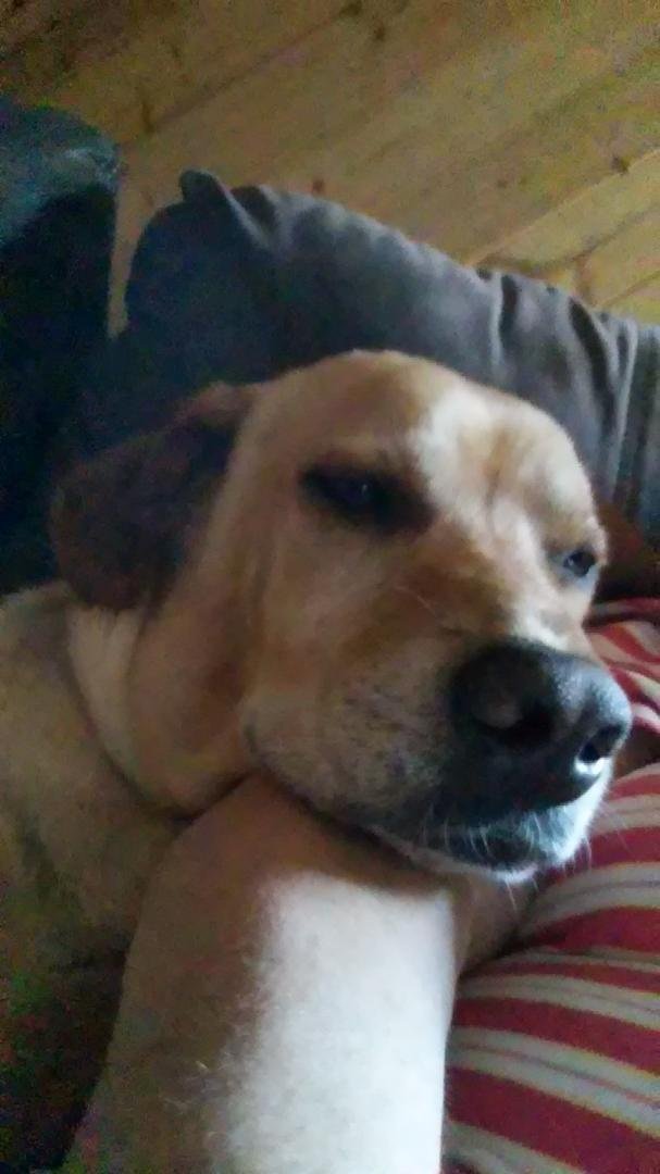 Merry Barney's album, Mobile Uploads