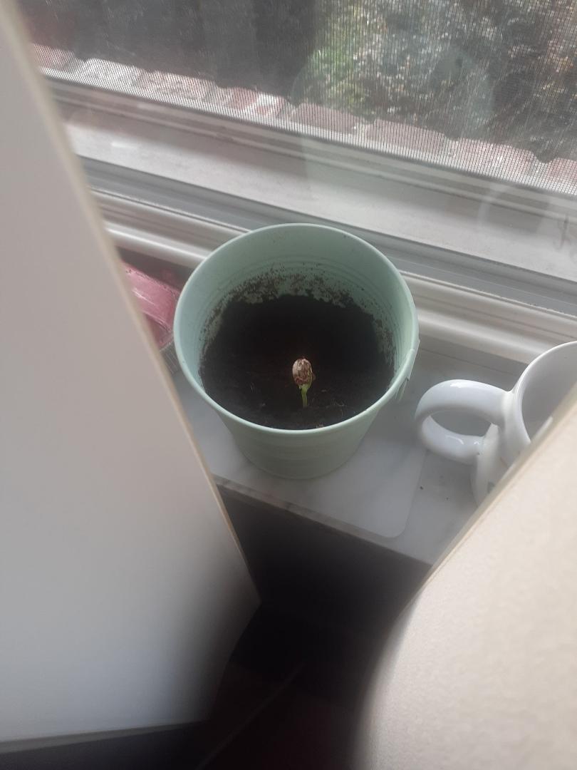 My baby sunflower hopefully to be transplanted this Spring.