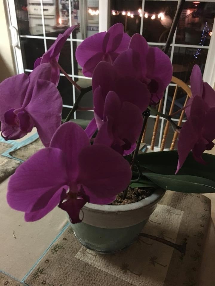 Beautiful orchid that my sister, Dorie, gave me earlier this year.