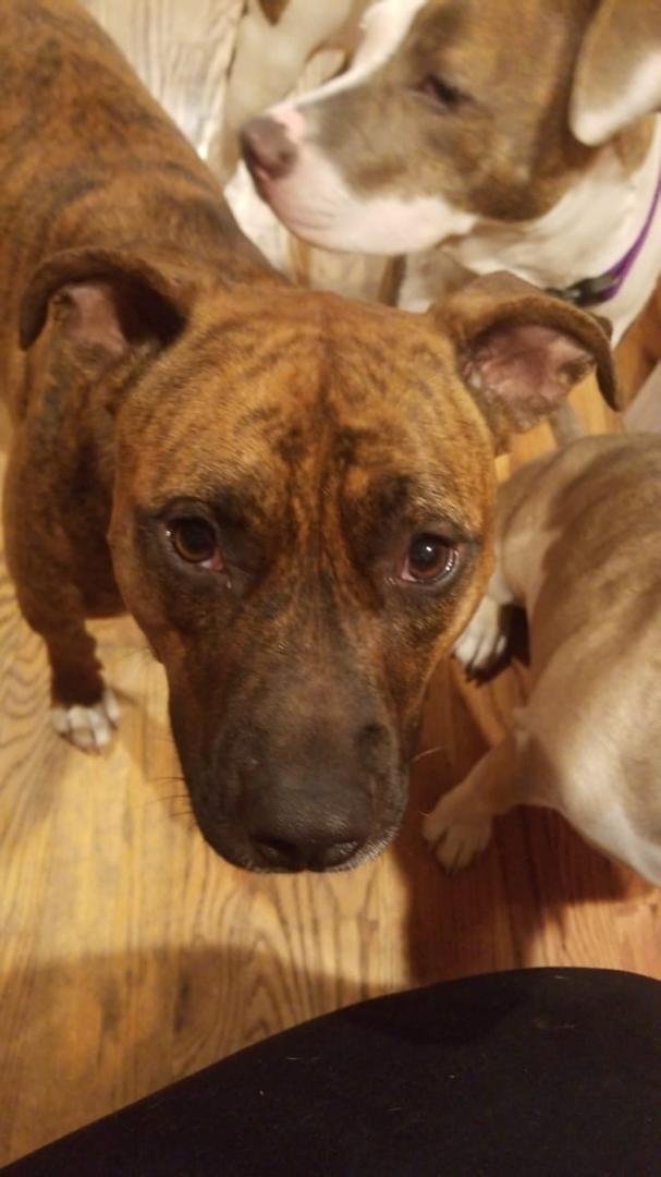 Today is Mila's birthday/gotcha day!
A year ago today Mila joined our family.  She was a little shy and untrusting of people because of her first few months of life.  She was rescued by the wonderful people of Great Lakes B