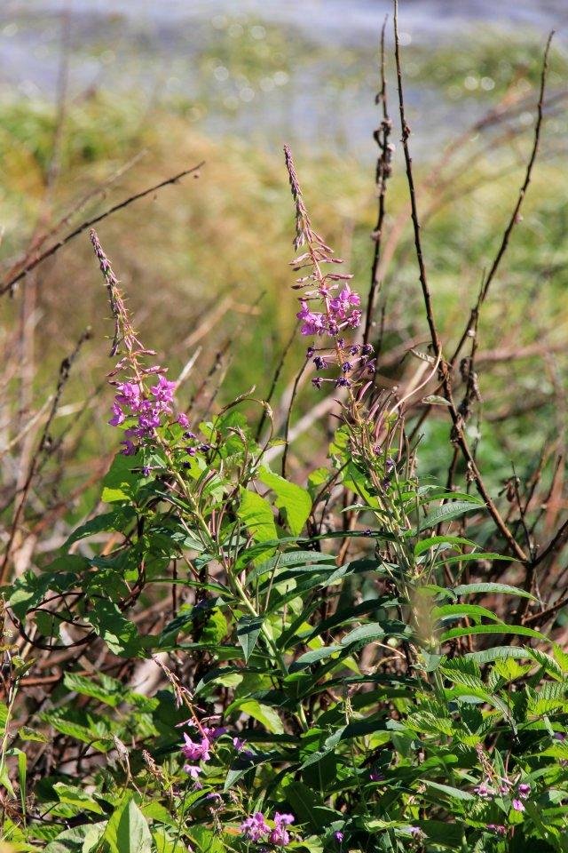 Bruce Rempel's album, Metlakatla Trail