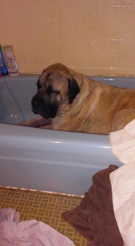 Riley getting a bath he really doesn't like but he lets Jill and Leah lead him around.