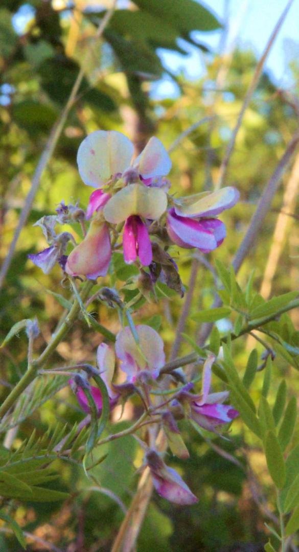 Goat's rue is blooming.  I used to mow this stuff down before it bloomed.  Then one year I was late in the first mowing because my mower was being fixed.  That's when I saw this pretty little flower growing at the base of s