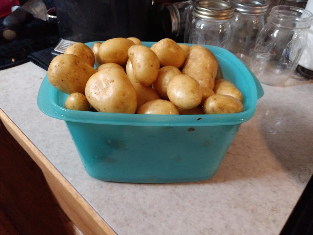 Another harvest from the garden ....volunteer potatoes