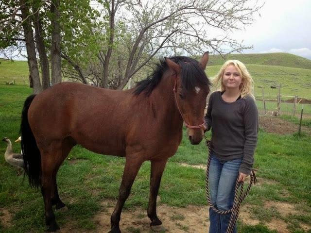 Morab 11 years old trail and endurance horse 2700.00 Obo. Well broke and a big sweetheart