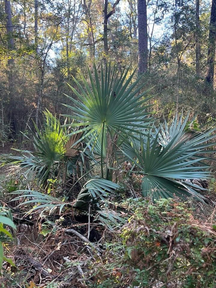 Giant palmetto on Flintridge Trail singing Glory Hallaluia to a brand new day!