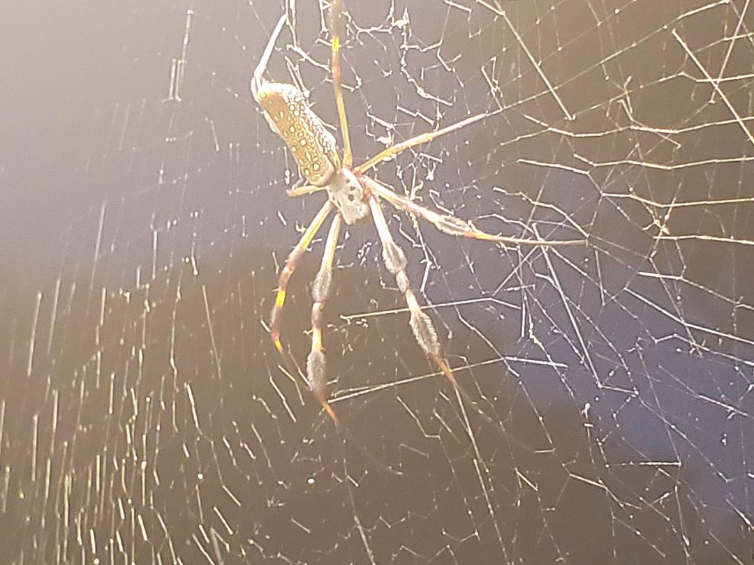 This is a beautiful golden orb weaver spider on our shed. It isn't as big as a tarantula and may almost be as big come Autumn