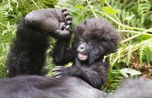 Let's fill up Facebook with baby animals, something to bring happy images to facebook.
If you like this post, I will choose a baby animal for you.
