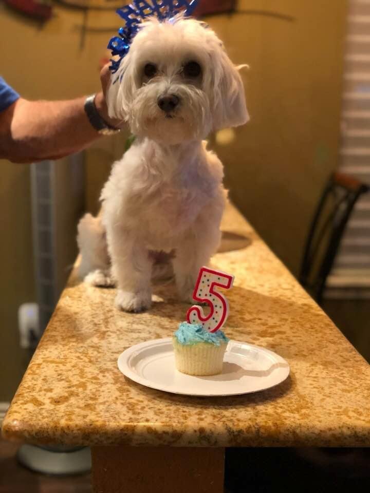 Someone had a birthday...Snowball is 5 years old...