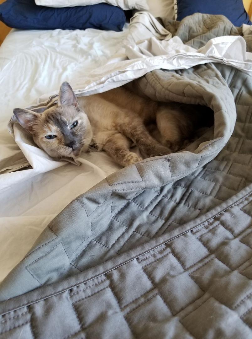 Even the cat is having a lazy 4th of July. Hope all my friends are spending the holiday in their 'happy place.'