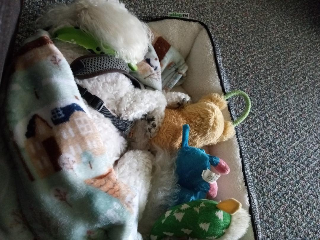 Rowdy sleeping with a few of his toys 😀