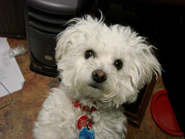 da dog