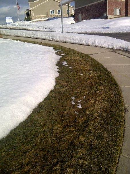 This is the most grass I've seen in my yard since before Christmas! It hit 50 today!!